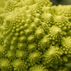 Brokkoli ‘Romanesco’ - Ernte wie ein Kunstwerk