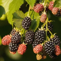Brombeere Reuben - Dornenlos und voller Beeren