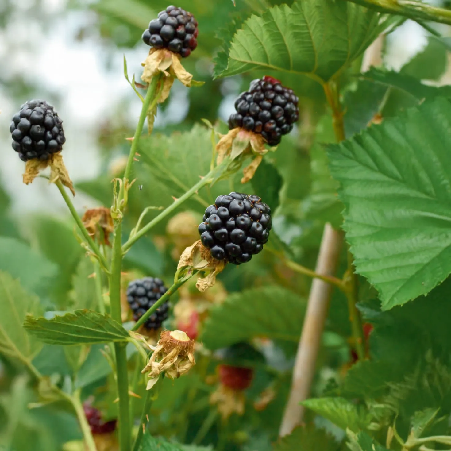 Brombeere Reuben - Dornenlos und voller Beeren