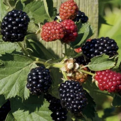 Brombeere Reuben - Dornenlos und voller Beeren