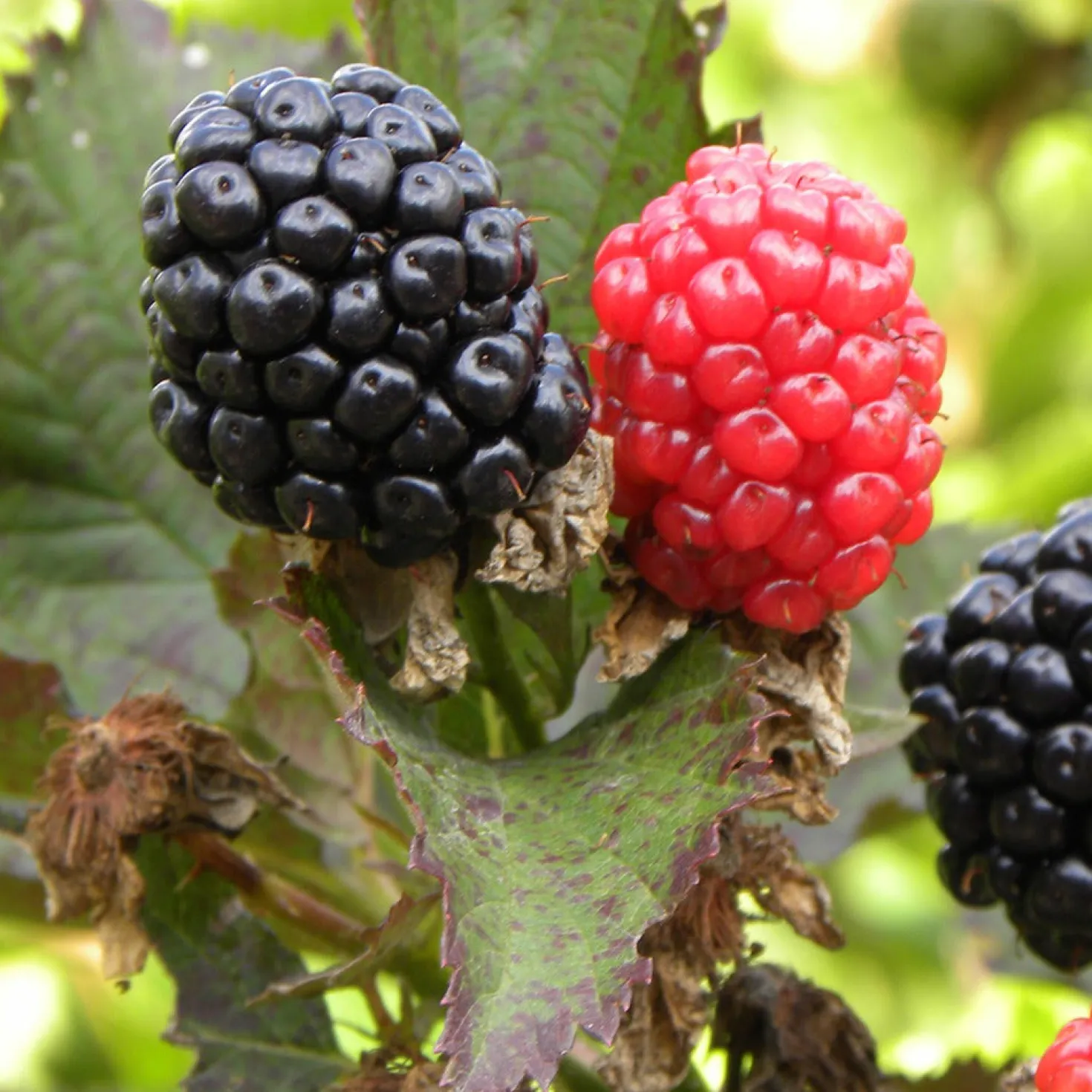 Brombeere Reuben - Dornenlos und voller Beeren