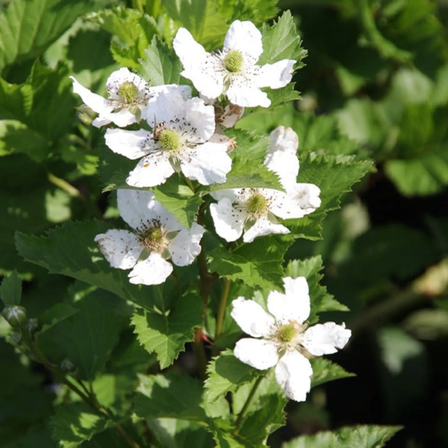 Brombeere Reuben - Dornenlos und voller Beeren