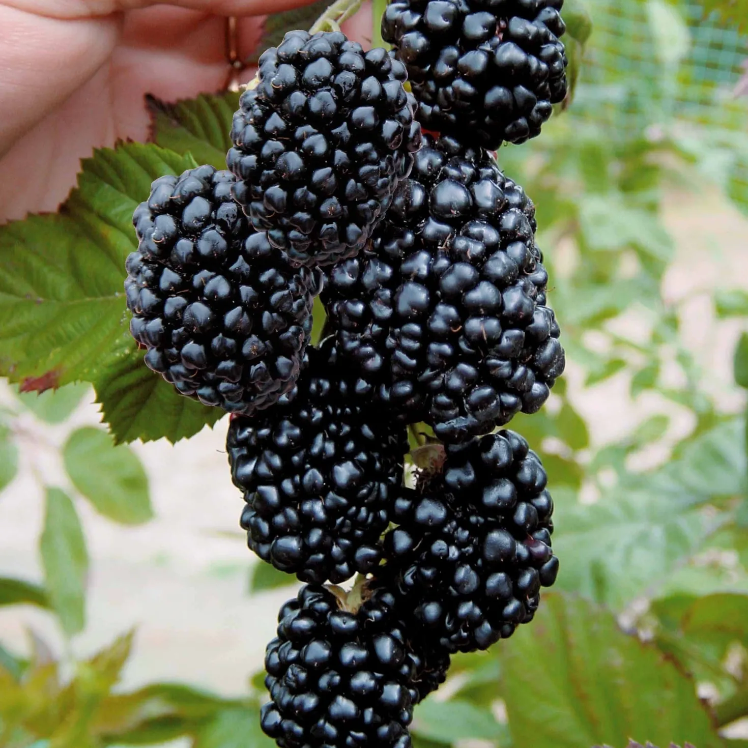 Brombeere 'Triple Crown' - Dicke Beeren, keine Dornen