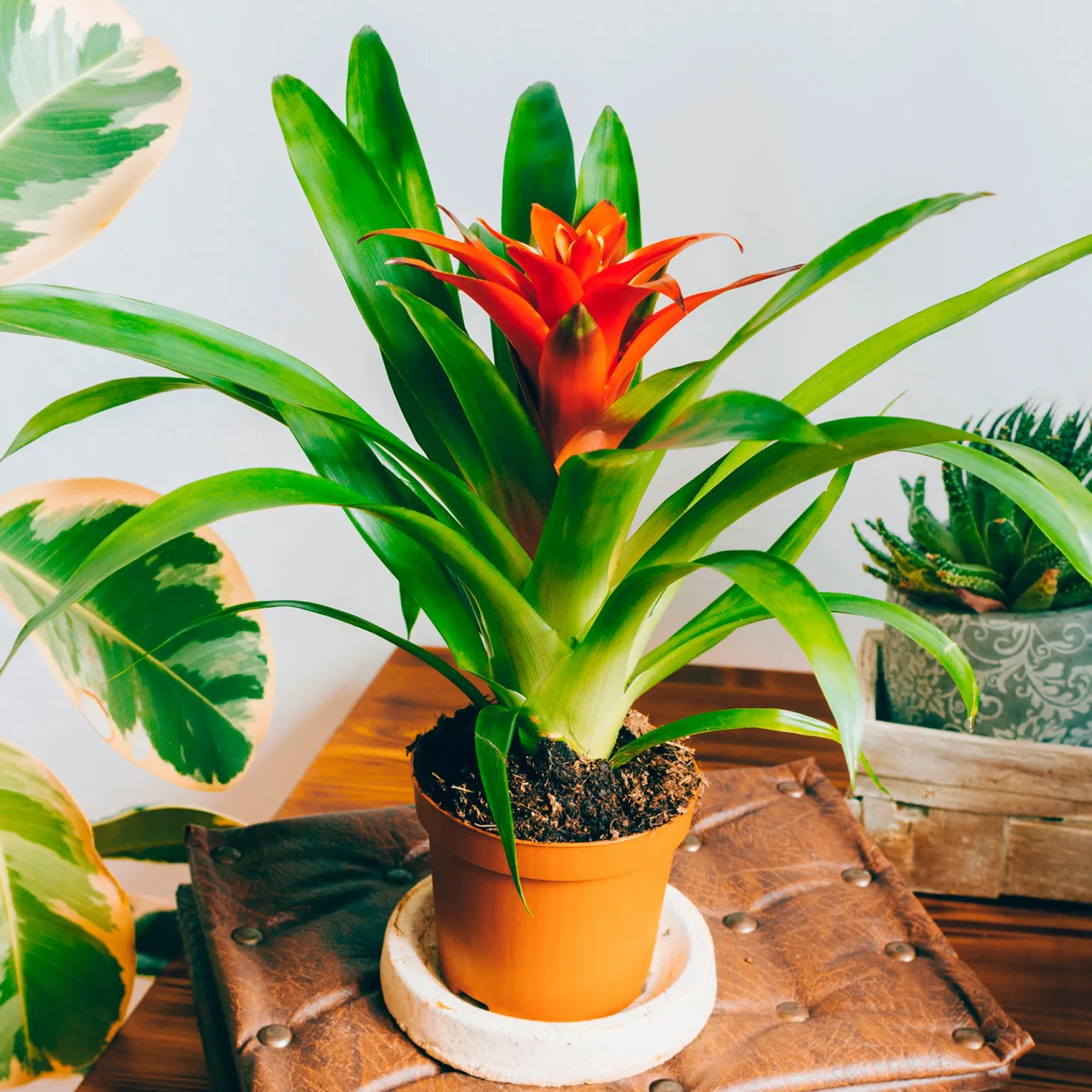 Bromelie Orange - Sofort tropisches Flair