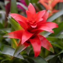 Bromelie Rot - Wochenlang leuchtend Rot