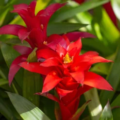 Bromelie Rot - Wochenlang leuchtend Rot