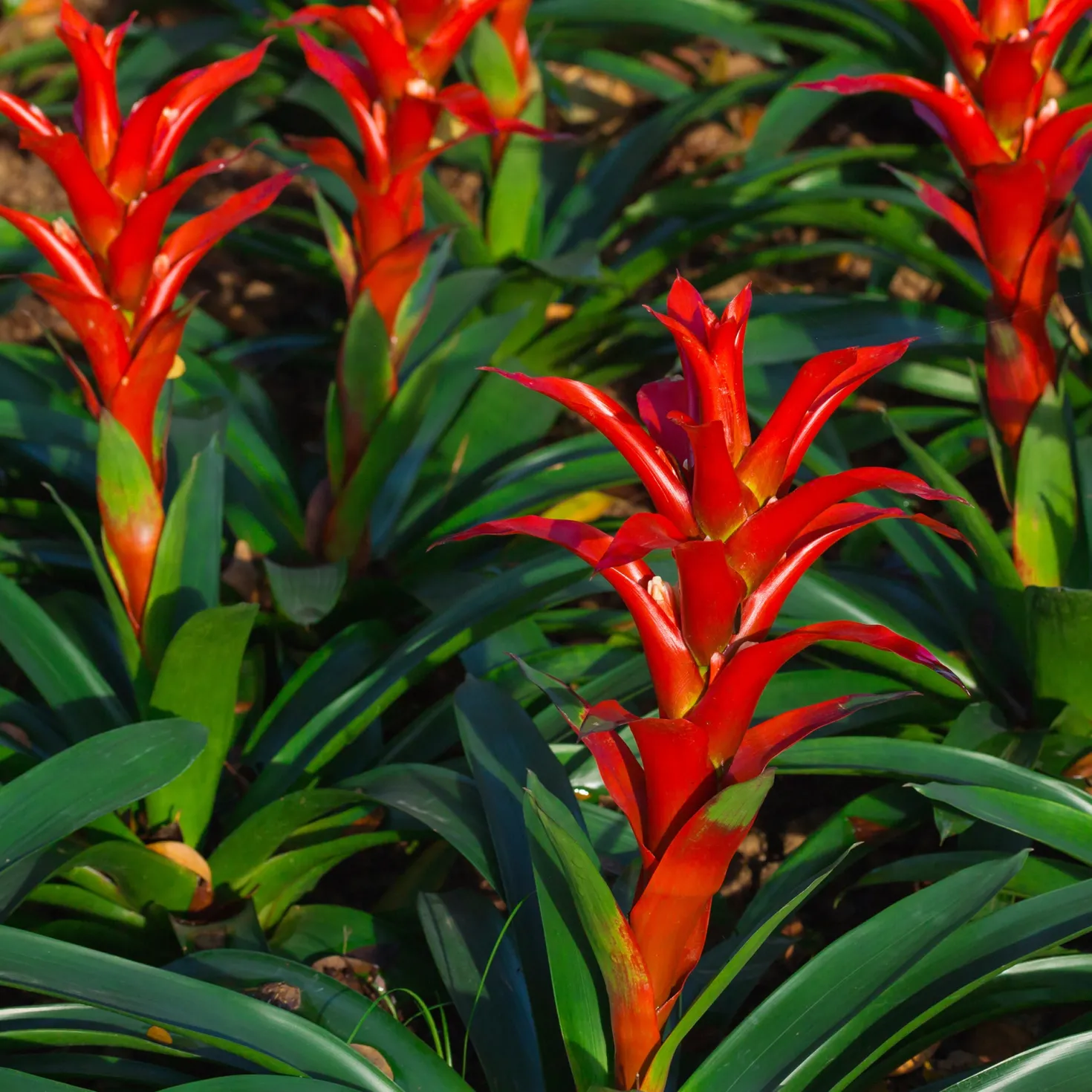 Bromelie Rot - Wochenlang leuchtend Rot