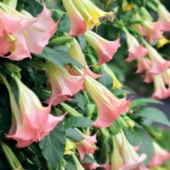 Brugmansia-Sammlung: Rot und Gold, Gelb, Rosa. (x3) - Spektakuläre und duftende Blüten