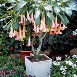 Brugmansia-Sammlung: Rot und Gold, Gelb, Rosa. (x3) - Spektakuläre und duftende Blüten