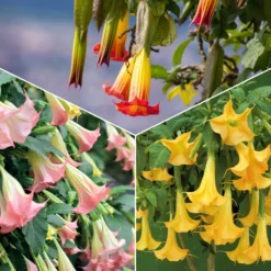 Brugmansia-Sammlung: Rot und Gold, Gelb, Rosa. (x3) - Spektakuläre und duftende Blüten