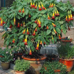 Brugmansia-Sammlung: Rot und Gold, Gelb, Rosa. (x3) - Spektakuläre und duftende Blüten