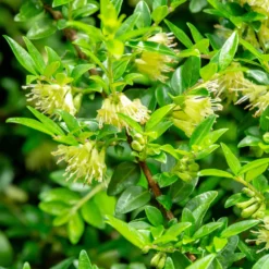 Böschungsmyrte Moss Green - Grün ohne Aufwand