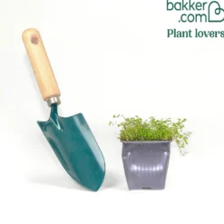 Bubikopf - Grüner Teppich im Nu