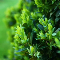 Buchsbaum Kugel - Sofort formschön im Garten