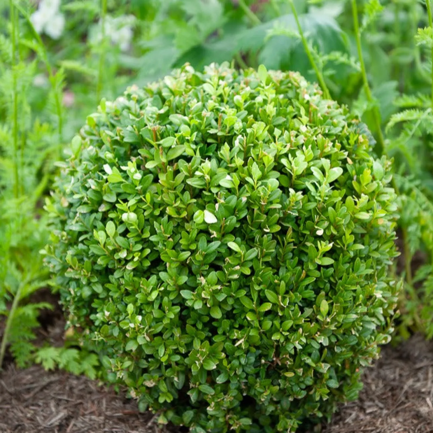 Buchsbaum Kugel - Sofort formschön im Garten