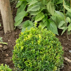 Buchsbaum Kugel - Sofort formschön im Garten