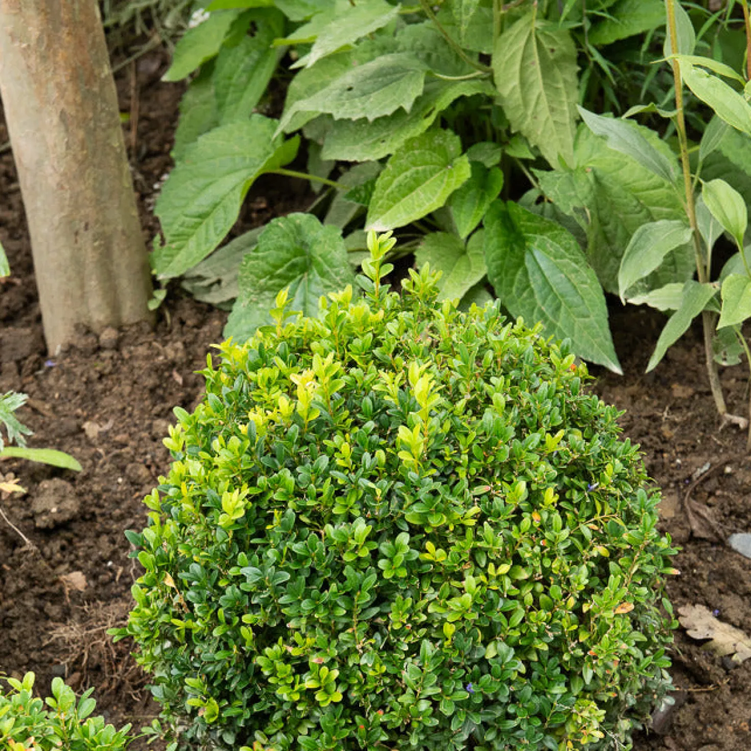Buchsbaum Kugel - Sofort formschön im Garten