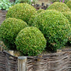 Buchsbaum Kugel - Sofort formschön im Garten