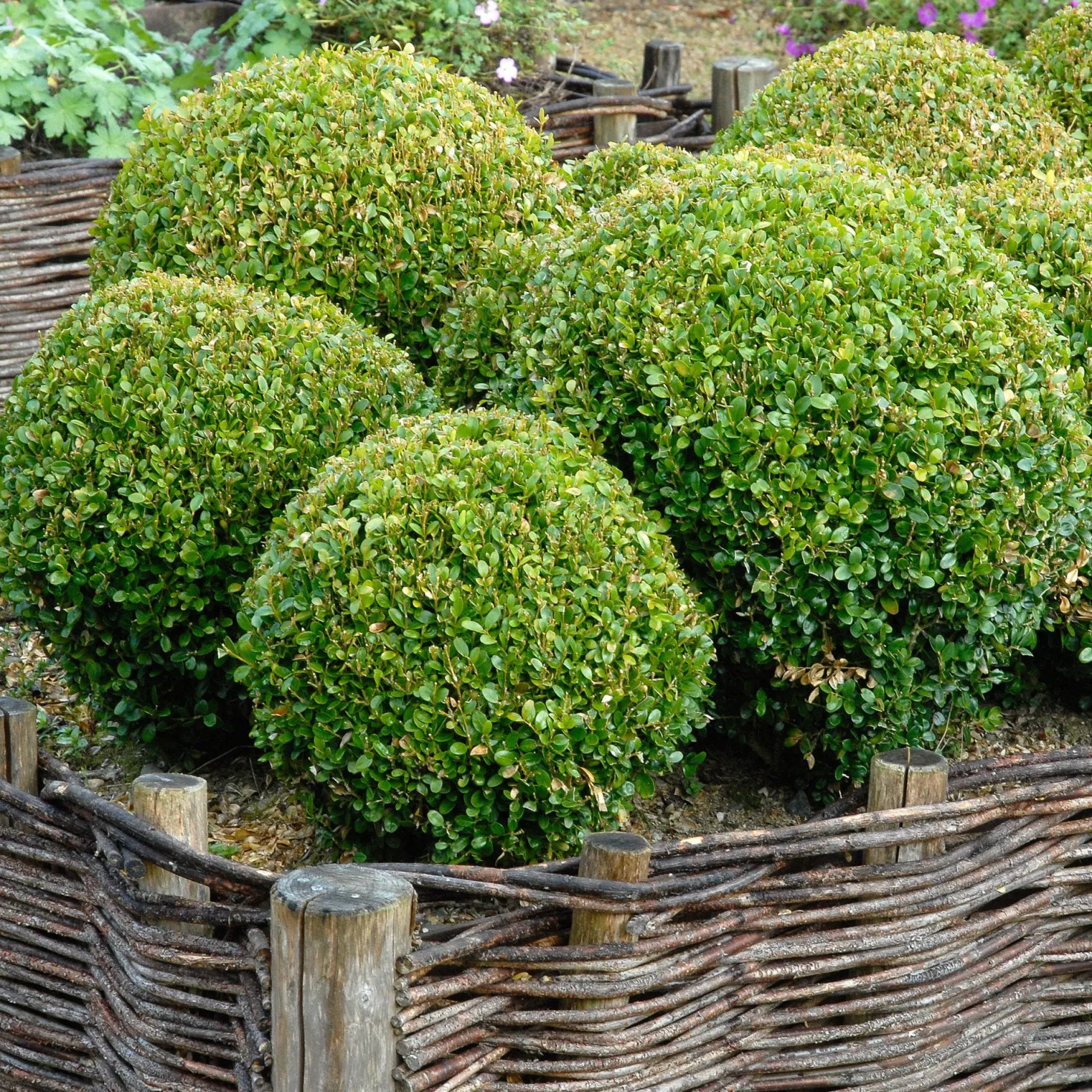 Buchsbaum Kugel - Sofort formschön im Garten