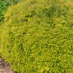 Buchsblättrige Heckenkirsche ‘Baggesen’s Gold’ - Goldene Hecke ganz einfach