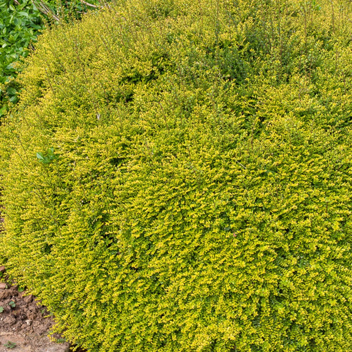 Buchsblättrige Heckenkirsche ‘Baggesen’s Gold’ - Goldene Hecke ganz einfach