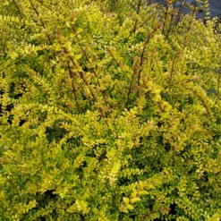 Buchsblättrige Heckenkirsche ‘Baggesen’s Gold’ - Goldene Hecke ganz einfach