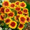 Bunte Margeriten-Kollektion (x6) - Farbenfrohe Sammlung, lang blühend