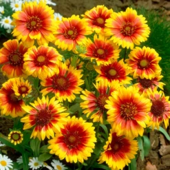 Bunte Margeriten-Kollektion (x6) - Farbenfrohe Sammlung, lang blühend