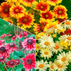 Bunte Margeriten-Kollektion (x6) - Farbenfrohe Sammlung, lang blühend