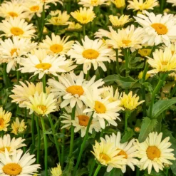 Bunte Margeriten-Kollektion (x6) - Farbenfrohe Sammlung, lang blühend