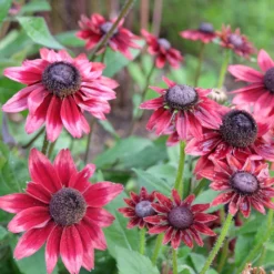 Bunte Margeriten-Kollektion (x6) - Farbenfrohe Sammlung, lang blühend