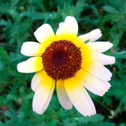 Bunte Margerite Polar Star - Weiße Blüten den ganzen Sommer