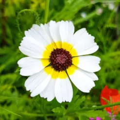 Bunte Margerite Polar Star - Weiße Blüten den ganzen Sommer