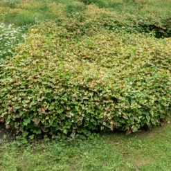 Bunter Eidechsenschwanz 'Chameleon' - Buntes Laub sofort