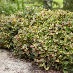 Bunter Eidechsenschwanz 'Chameleon' - Buntes Laub sofort
