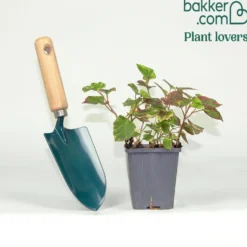Bunter Eidechsenschwanz 'Chameleon' - Buntes Laub sofort