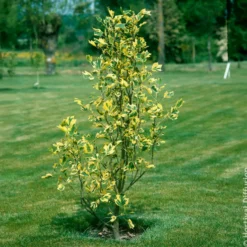 Bunter Tulpenbaum - Goldrand, der auffällt