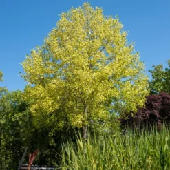 Bunter Tulpenbaum - Goldrand, der auffällt