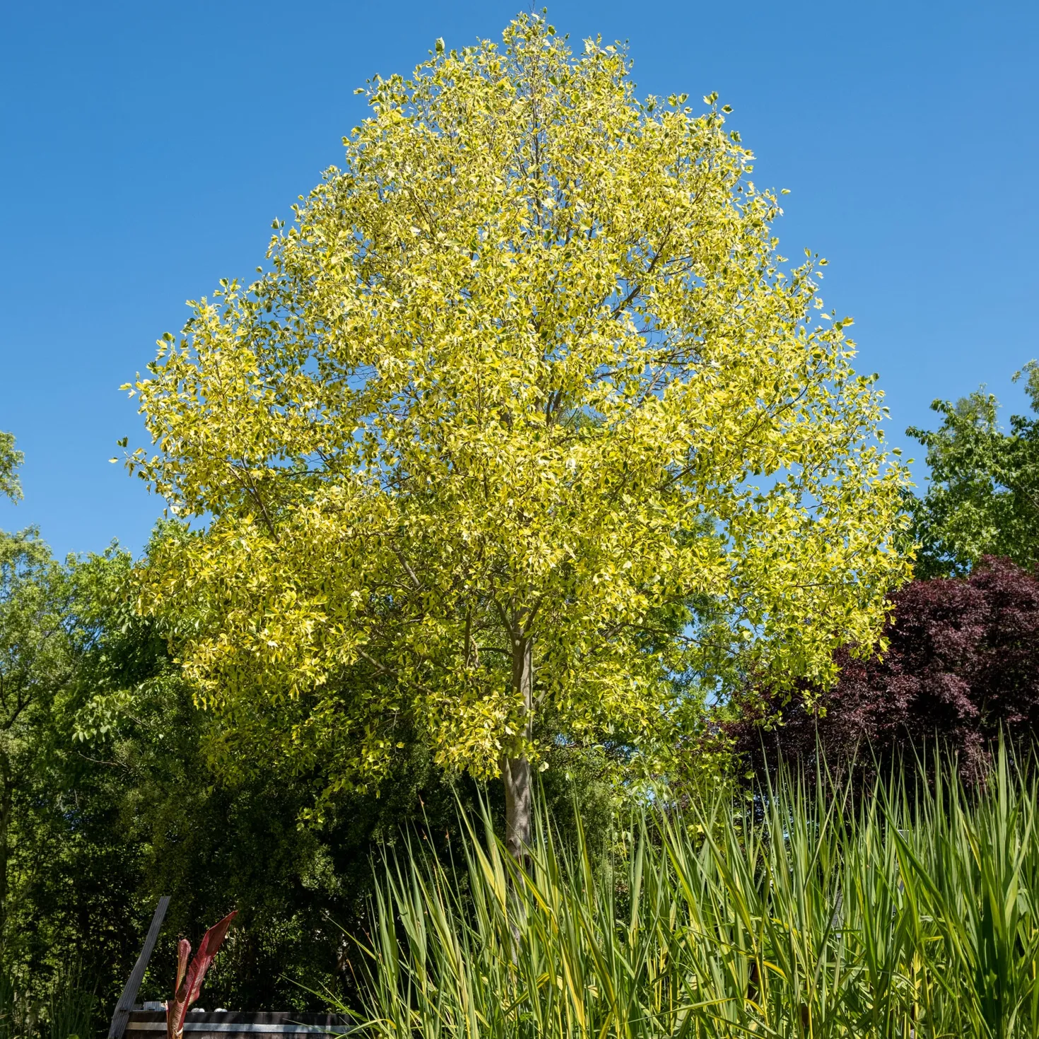 Bunter Tulpenbaum - Goldrand, der auffällt
