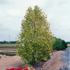 Bunter Tulpenbaum - Goldrand, der auffällt
