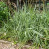 Buntes Rohrglanzgras 'Picta' - Frische Streifen am Teichrand