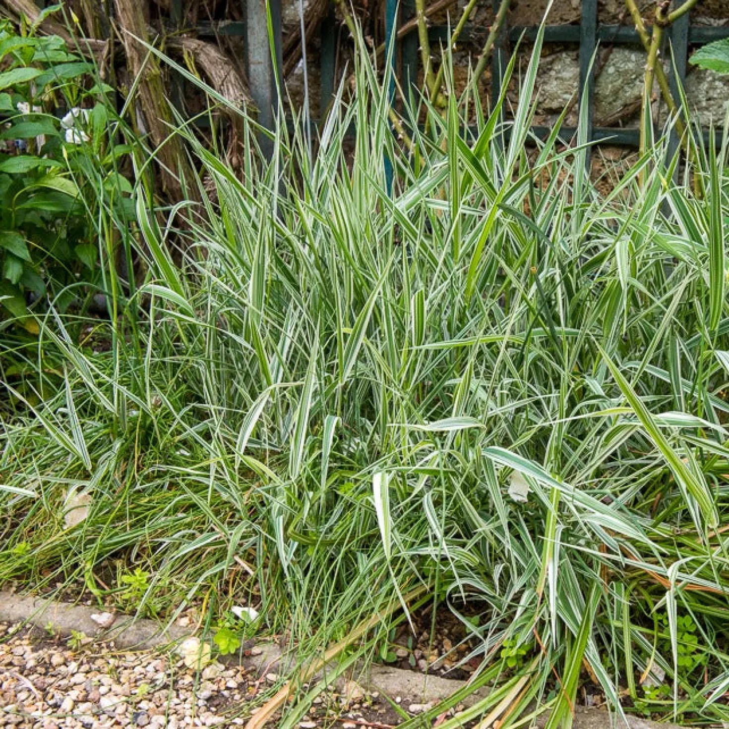 Buntes Rohrglanzgras 'Picta' - Frische Streifen am Teichrand