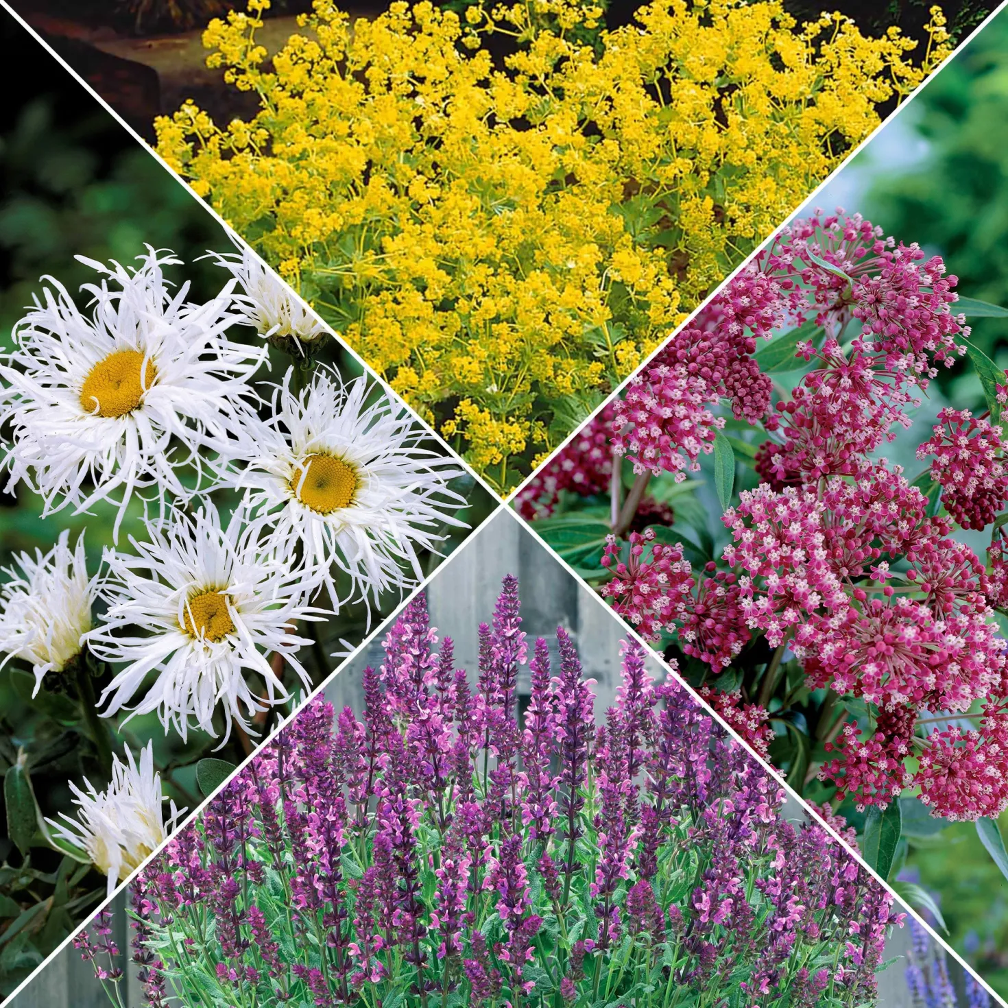 Bunte Stauden-Kollektion für den Garten (x12) - Farbenfrohe Blüte, pflegeleicht