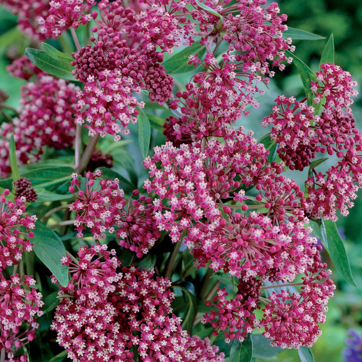 Bunte Stauden-Kollektion für den Garten (x12) - Farbenfrohe Blüte, pflegeleicht