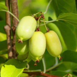 Buntlaubige Zierkiwi - Buntes Blattwerk, echte Kiwis