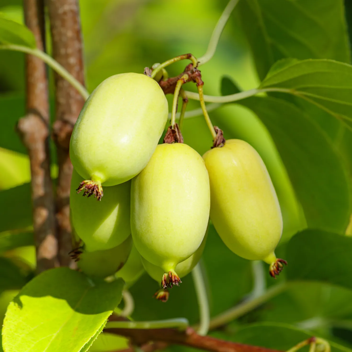 Buntlaubige Zierkiwi - Buntes Blattwerk, echte Kiwis