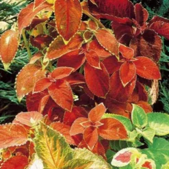 Buntnessel Hybriden Rainbow Mix - Farbexplosion ohne Aufwand