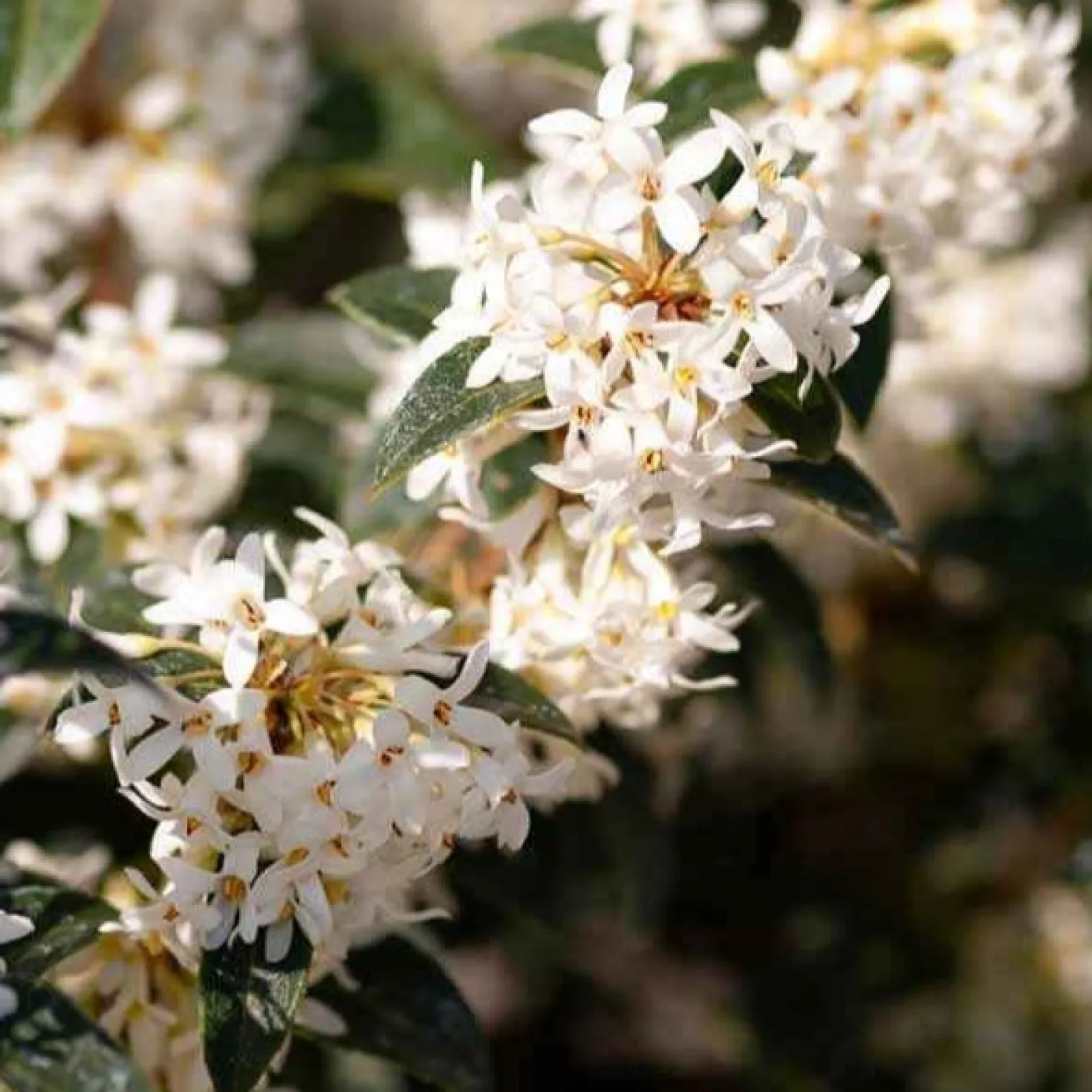 Burkwoods Duftblüte - Duft, der jeden Frühling begeistert