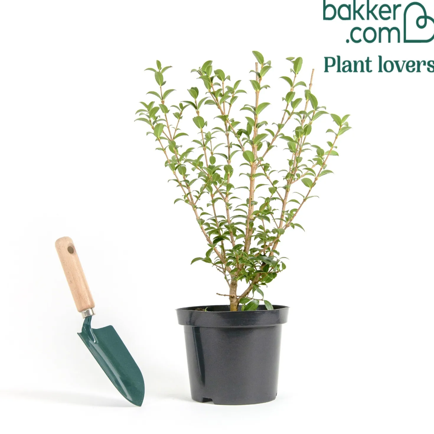 Burkwoods Duftblüte - Duft, der jeden Frühling begeistert