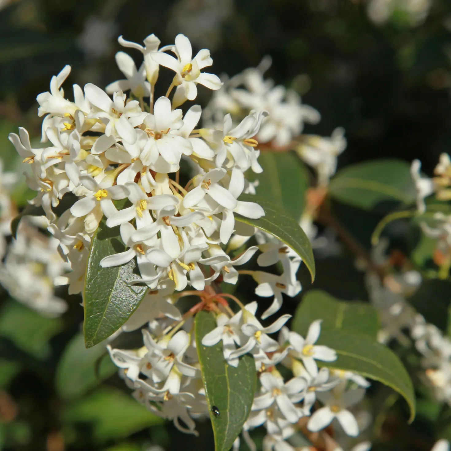 Burkwoods Duftblüte - Duft, der jeden Frühling begeistert